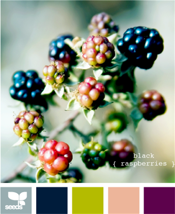 BlackRaspberries615.png